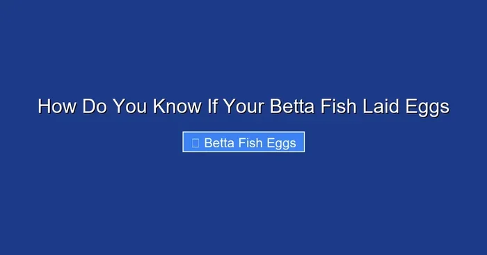 How Do You Know If Your Betta Fish Laid Eggs