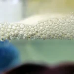 How to Make Betta Fish Lay Eggs