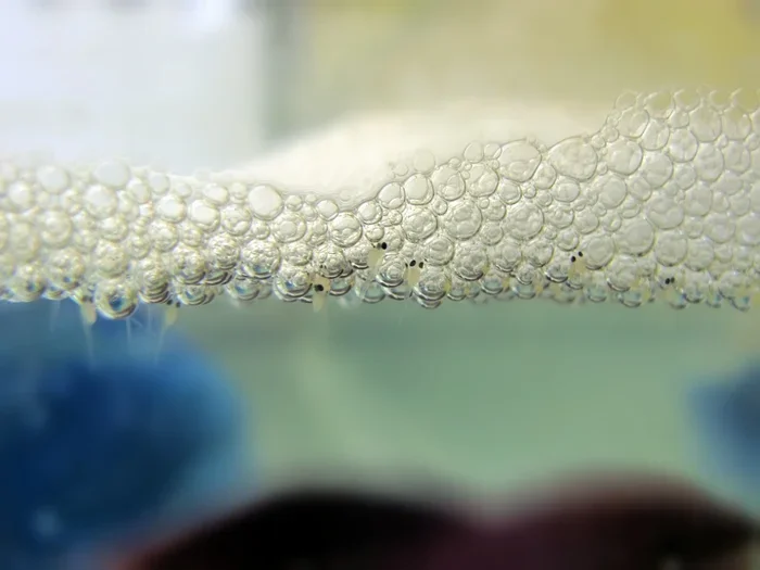 How to Make Betta Fish Lay Eggs