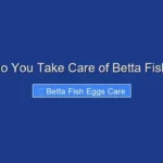 How Do You Take Care of Betta Fish Eggs