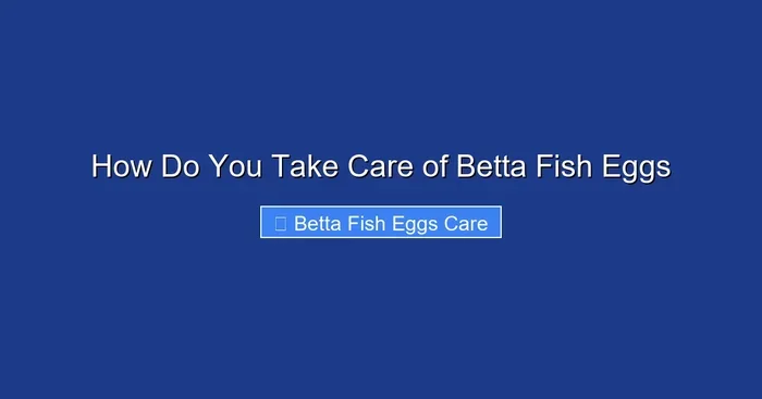 How Do You Take Care of Betta Fish Eggs