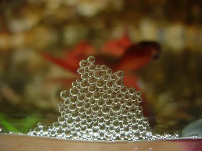 How Many Betta Fish Survive in Eggs