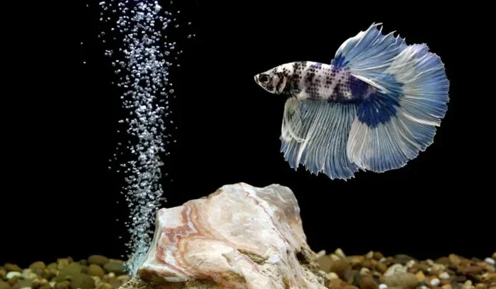 How Much Epsom Salts to Add to Betta Fish Tank