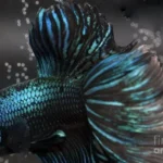 Do Betta Fish Have Eyelids
