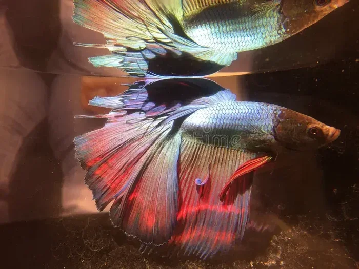 Do Betta Fish Have Good Eyesight