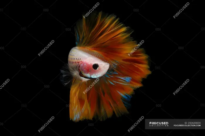 Is My Betta Fish Going Blind