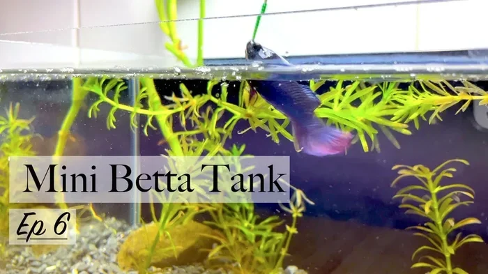 How Many Days Can My Betta Fish Go Without Food