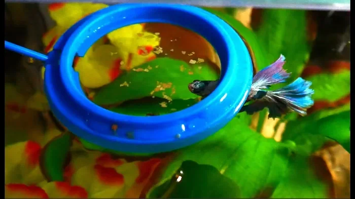 How to Feed a Betta Fish When on Vacation