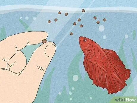 How Much Is a Betta Fish Supposed to Eat
