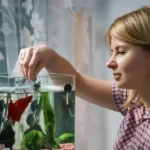 How Often Can You Feed a Betta Fish