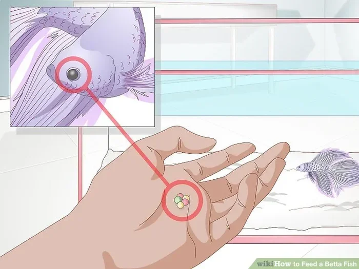 How Often Does a Betta Fish Have to Be Fed