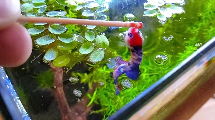 How Many Times a Day Should I Feed Betta Fish