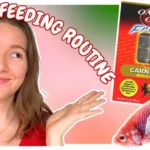 How Often to Feed Betta Fighting Fish