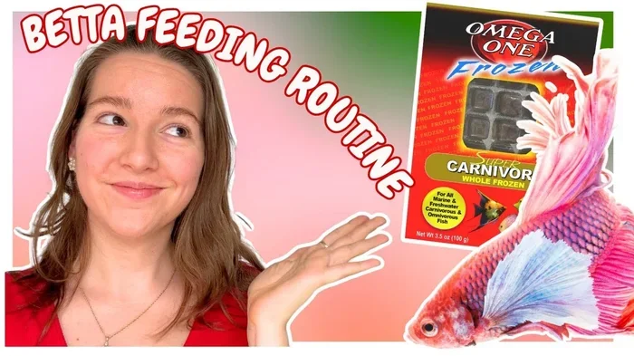 How Often to Feed Betta Fighting Fish