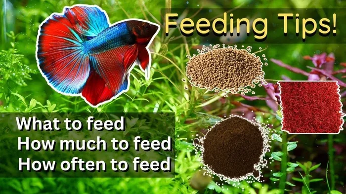 How Should You Feed Your Betta Fish