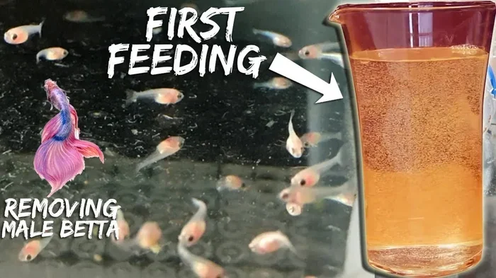 How Many Times a Day You Feed a Betta Fish