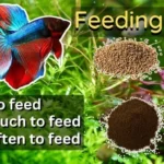 Should You Feed Betta Fish Right Away