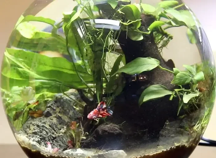 How Many Times Can I Feed My Betta Fish