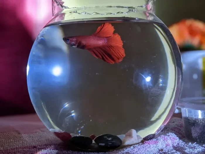 How Toften to Feed Betta Fish