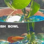 How Many Times Feed a Betta Fish