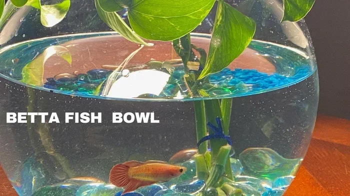 How Many Times Feed a Betta Fish
