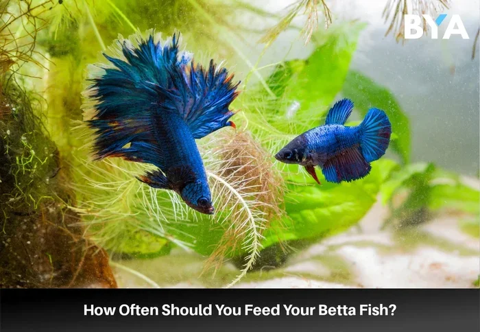 How Much Food to Feed a Betta Fish for Optimal Health