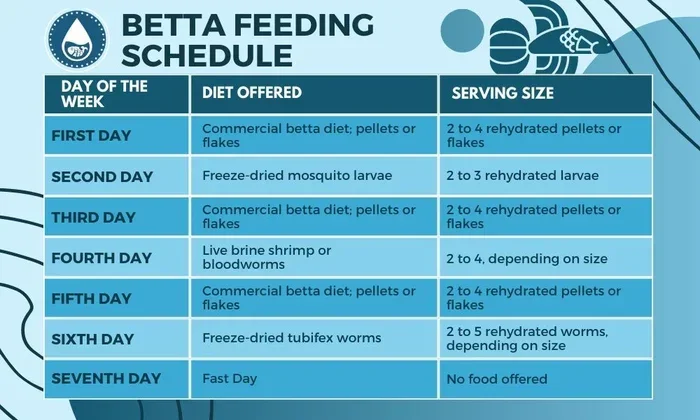 How Often Do I Have to Feed My Betta Fish