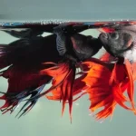 Do Betta Fish Fight Other Fish