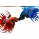 Is Betta Fish a Fighter Fish