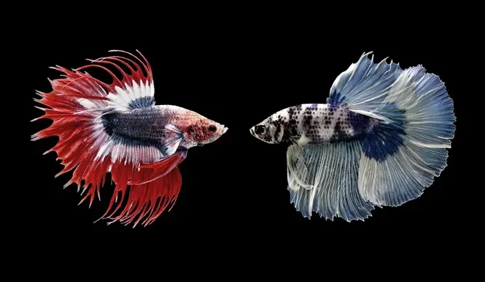 How to Train Betta Fish to Fight in Tamil