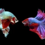 Is Betta Fish Fighting Illegal in Texas