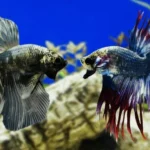 What Betta Fish Is the Best for Fighting