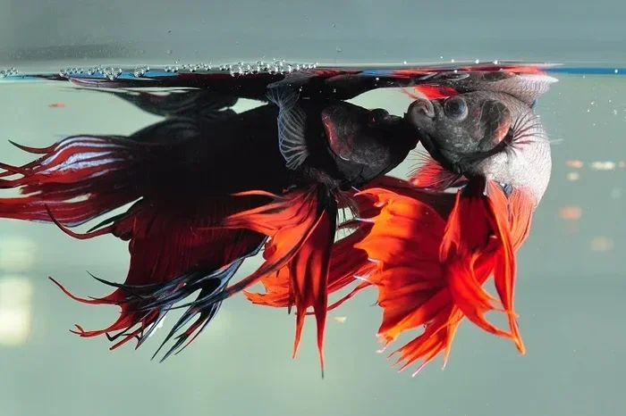 Do All Betta Fish Fight Tips to Prevent Aggression