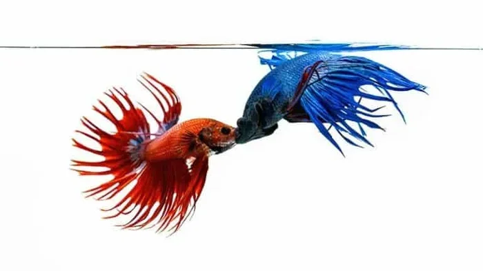 Do Betta Fish Actually Fight Truth Revealed