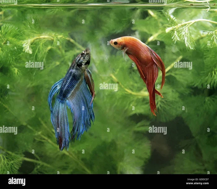 why do betta fish attack other fish and how to prevent it