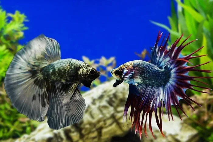 Will Betta Fish Fight Each Other or Live in Peace