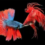 Is Betta Fish Fighting Legal
