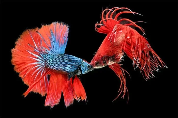 Is Betta Fish Fighting Legal
