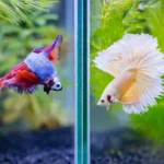 What Betta Fish Kill Each Other