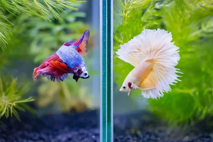 What Betta Fish Kill Each Other
