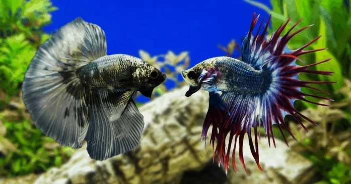 How Do I Stop My Betta Fish from Fighting