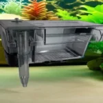 Is a Filter Bad for Betta Fish