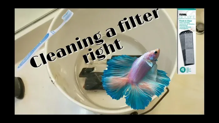How Often to Changr Betta Fish Filters