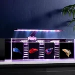 Do Betta Fish Need a Water Filter
