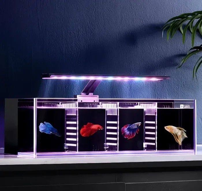 Do Betta Fish Need a Water Filter