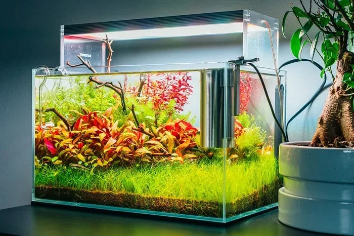 Should Betta Fish Have Filters