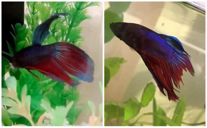 How to Make Betta Fish Gain the Fins Back Quick