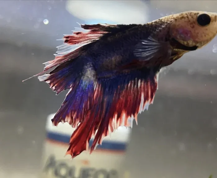 What Causes a Betta Fish to Rot