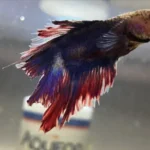 How to Care for Fin Rot Betta Fish