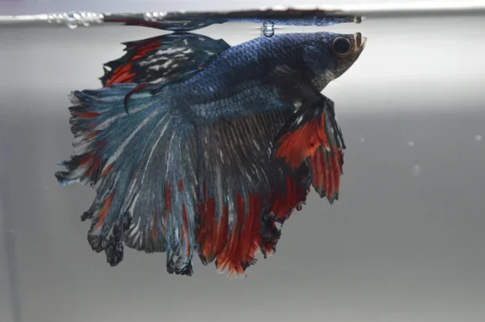 How to Treat Betta Fish with Fin Rot